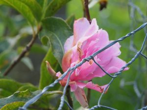 Camellia reticulata ‘Pink Dahlia’