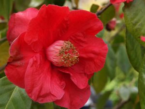 Camellia reticulata (hybrid) ‘Red Chrystal’