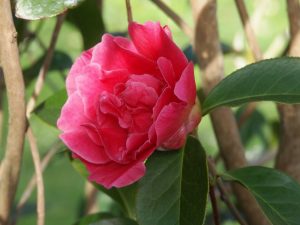 Camellia reticulata ‘Red Emperor’