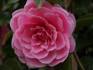 Camellia reticulata ‘Simpatica’