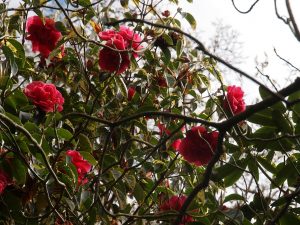 Kumming Camellia