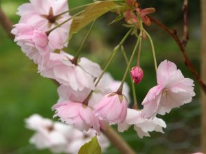 Prunus ichiyo (syn ‘Pink Champagne’)