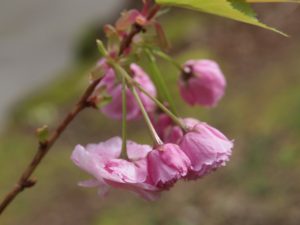 Prunus ‘Matsumae-beni-murasaki’ (syn ‘Candy Floss’)