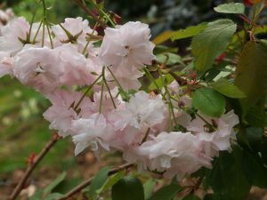 Prunus ‘Matsumae-hanagasa’ (syn ‘Pink Parasol’)
