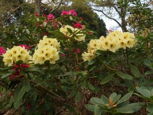 Rhododendron ‘Bergs Yellow’