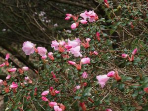 Rhododendron williamsianum x Rhododendron martinianum