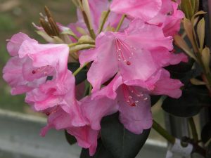 Rhododendron irmelies