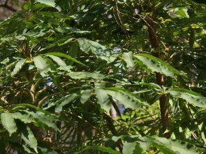 Schefflera taiwanensis