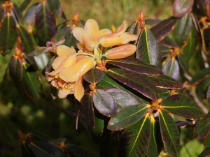 Rhododendron ‘Cinnabarinum Group’