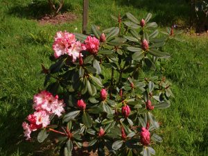 Rhododendron ‘Lems Cameo’