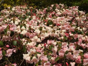 Rhododendron williamsianum x campylogynum