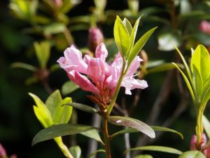 Rhododendron chapmanii