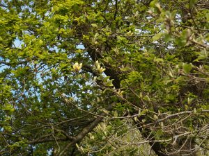 Magnolia acuminata var subcordata ‘Miss Honeybee’