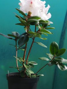 Rhododendron ‘Gartendirektor Rieger’
