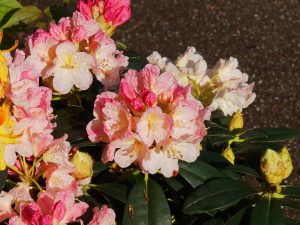 Rhododendron ‘Surrey Heath’