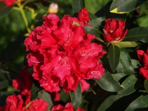 Rhododendron ‘Jean Marie de Montague’