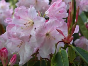 Rhododendron ‘Loderi King George’
