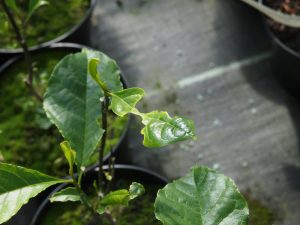Slug damage on magnolia leaves