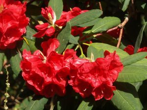 Rhododendron ‘Tally Ho’ x elliotii