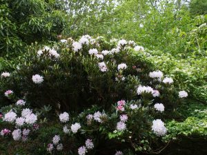 may be Rhododendron ‘Purity’