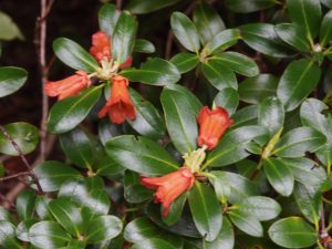 Rhododendron dichroanthum subsp apodectum