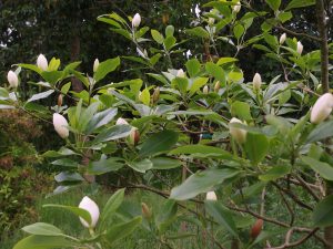 Magnolia sieboldii sinensis x Magnolia virginiana