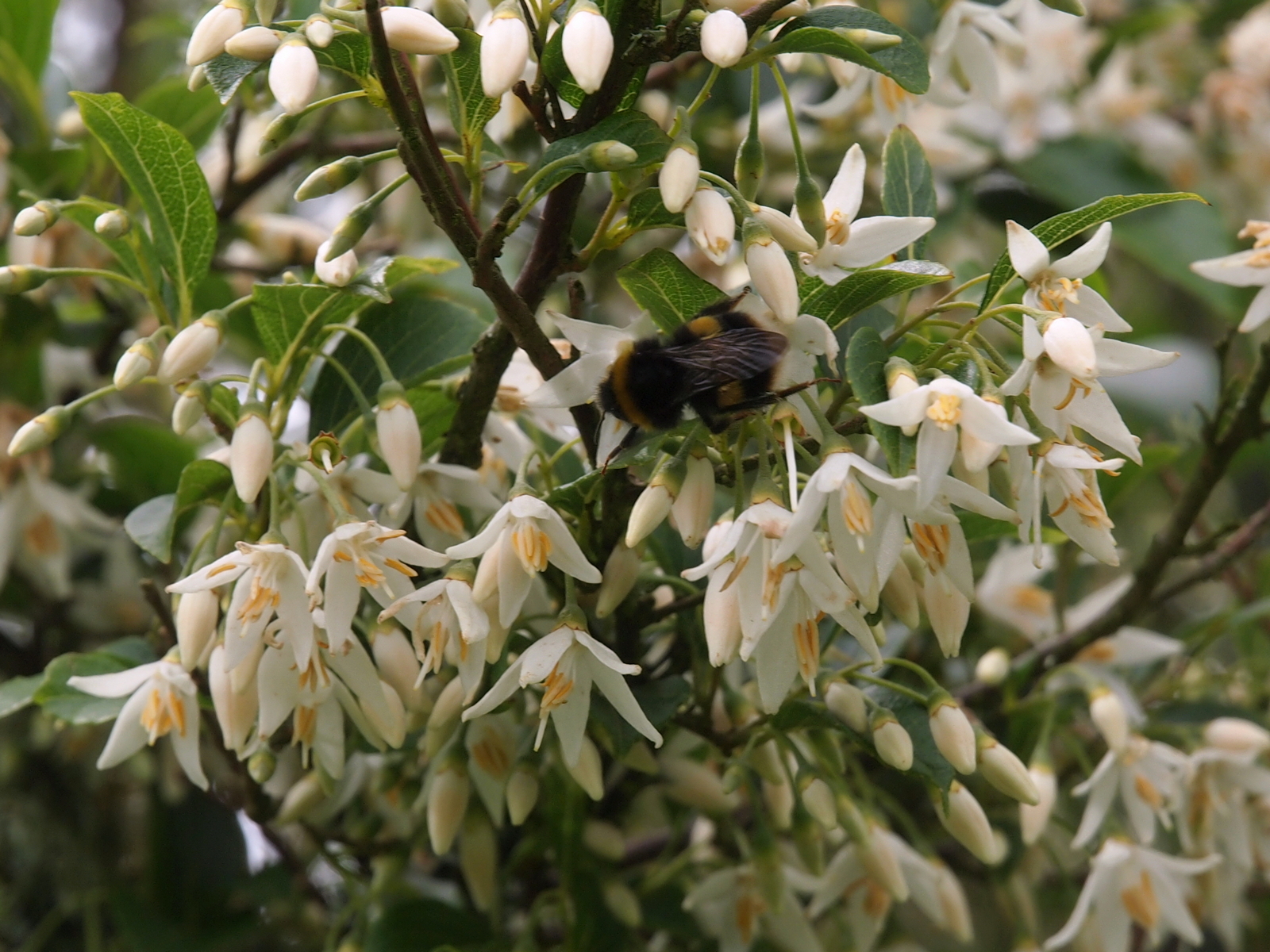 Styrax formosanus var hayatianus