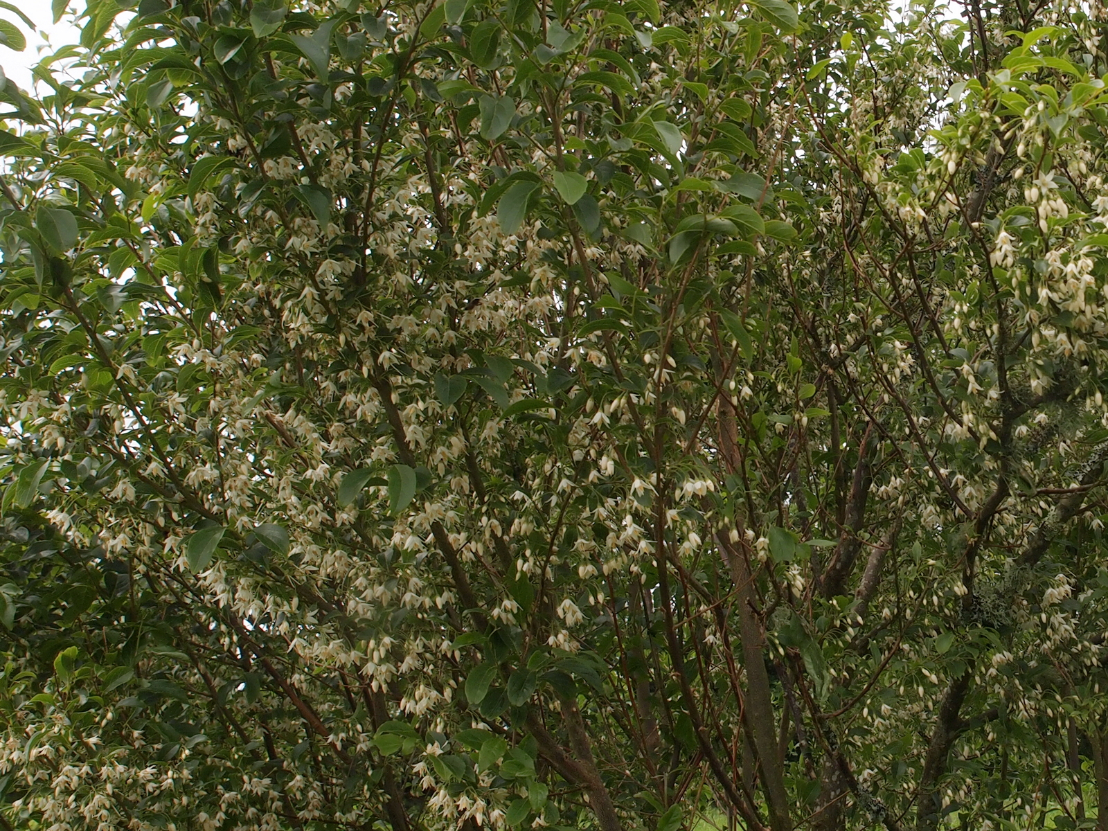 Styrax formosanus var hayatianus