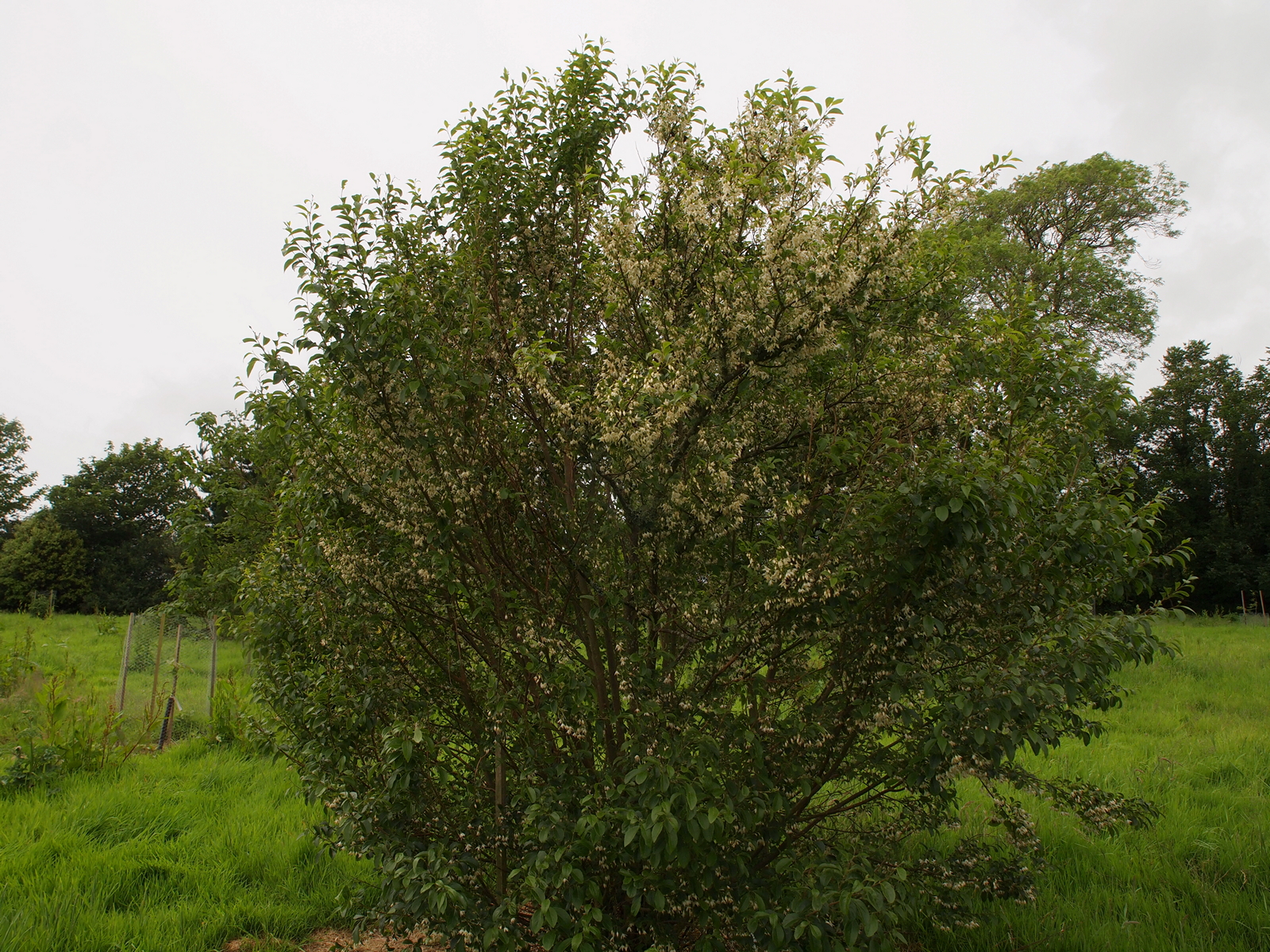 Styrax formosanus var hayatianus