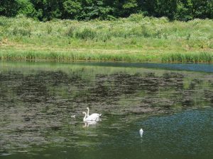 Swans and two cygnets