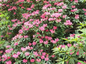 ‘Harrod Hybrid’ rhododendrons