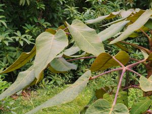 Schefflera macrophylla