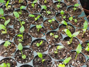 hedychium seedlings