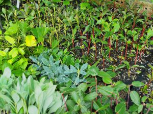 six sorts of enkianthus seedlings