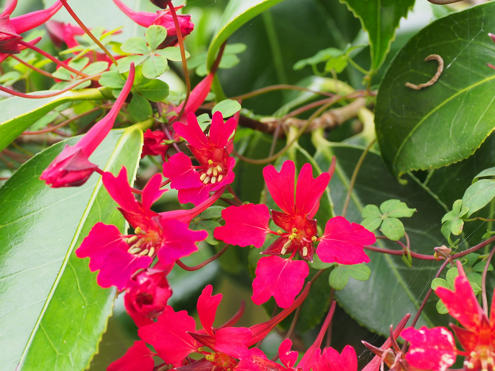 Tropaeolum speciosum