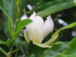 Magnolia virginiana ‘Moonglow’