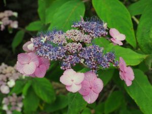 Two very different forms of Hydrangea sargentiana