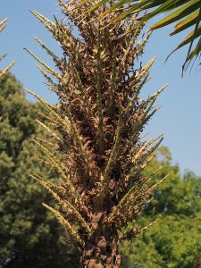 Puya berteronica