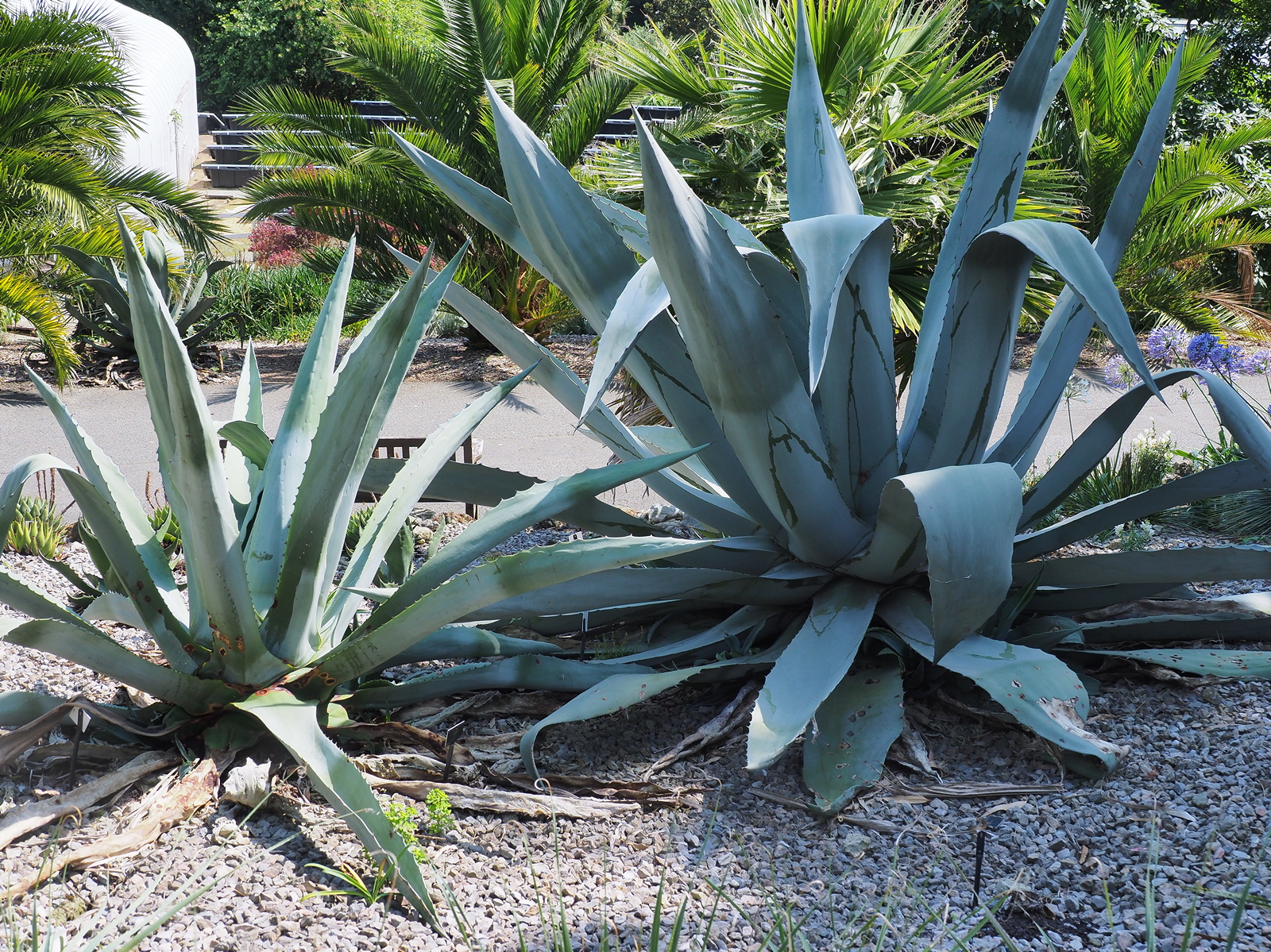 Agave americana