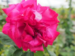 Rosa ‘Ruby 40th Anniversary’
