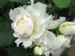 Rosa ‘Your Wedding Day’