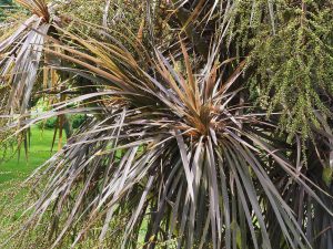 Cordyline australis ‘Purpurea’