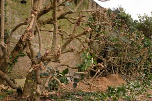 pruning of the Magnolia delavayi