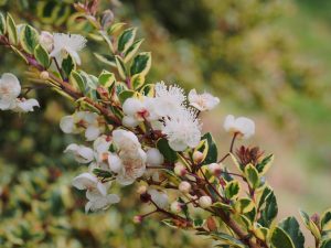Luma apiculata ‘Glenlean Gold’