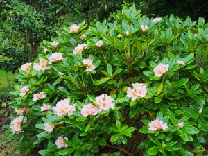 Rhododendron ‘Norfolk Candy’