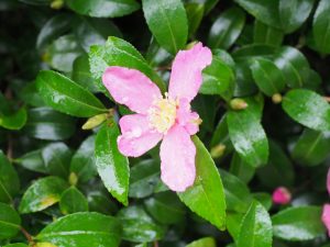 Camellia sasanqua (pink)