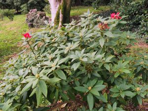 Rhododendron ‘Beau Brummell’