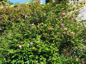 Camellia sasanquas
