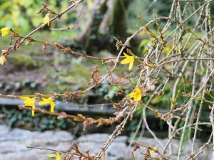 Another forsythia