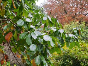Some magnolias still entirely green and in full leaf